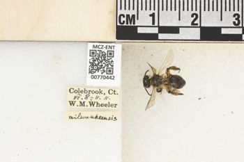 Media type: image;   Entomology 770442 Aspect: Labels